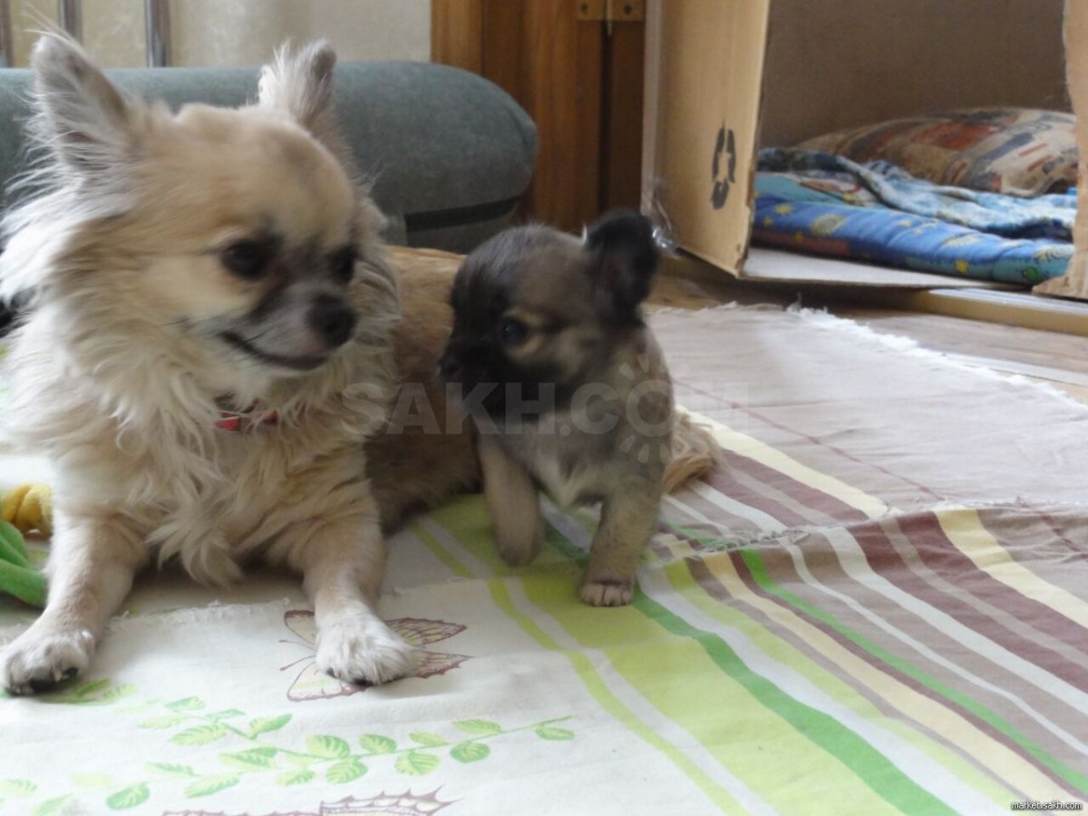 Чихуахуа кобби фото