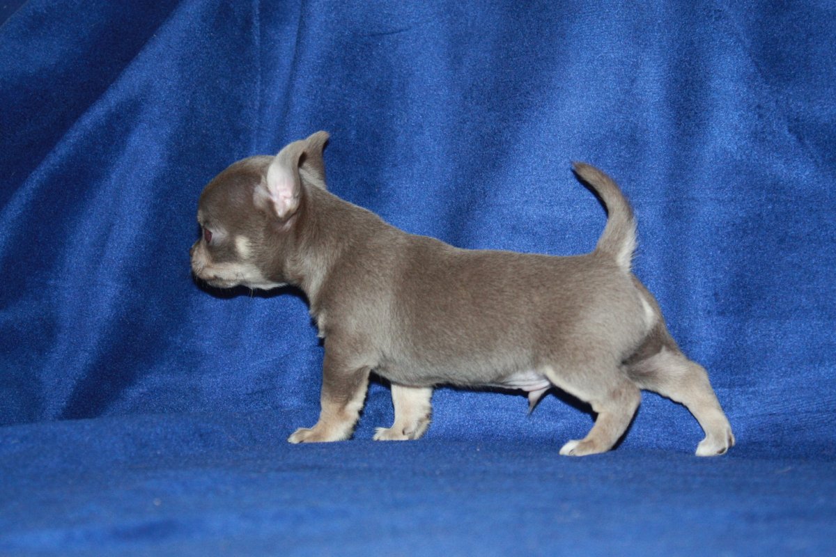 Длинношерстный чихуахуа портрет