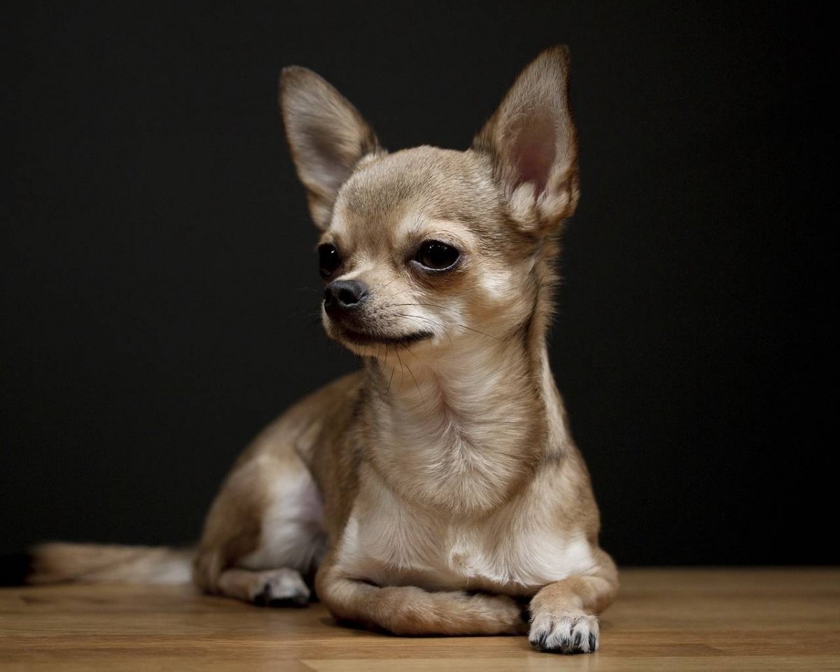Собачка чихуахуа