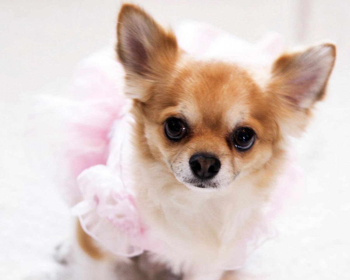 Порода собак чихуахуа