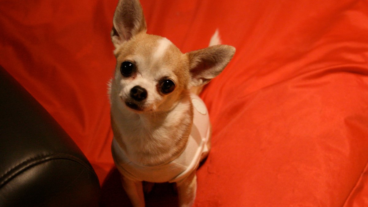 Чихуахуа взрослые