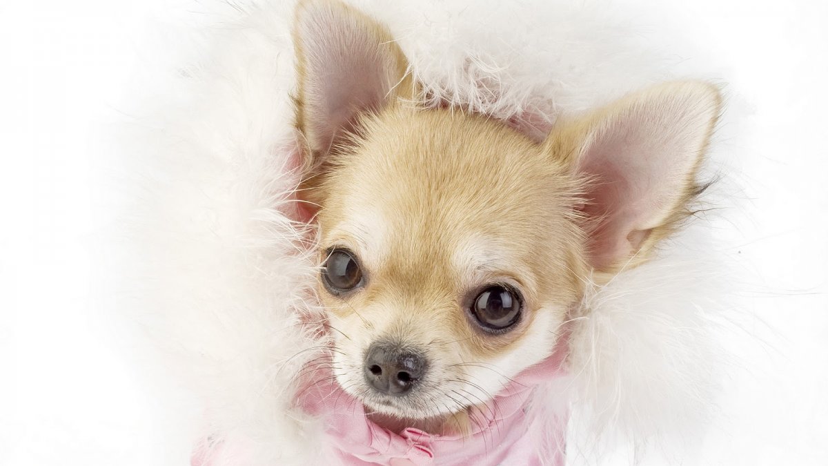 Порода собак чиа Хуа