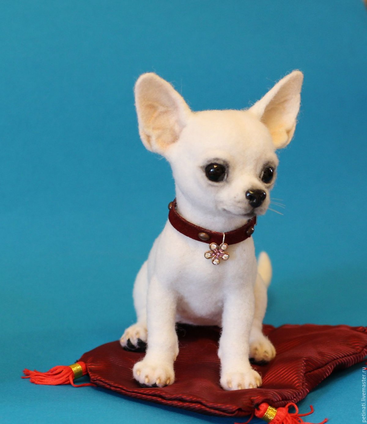Чихуа чихуахуа мини