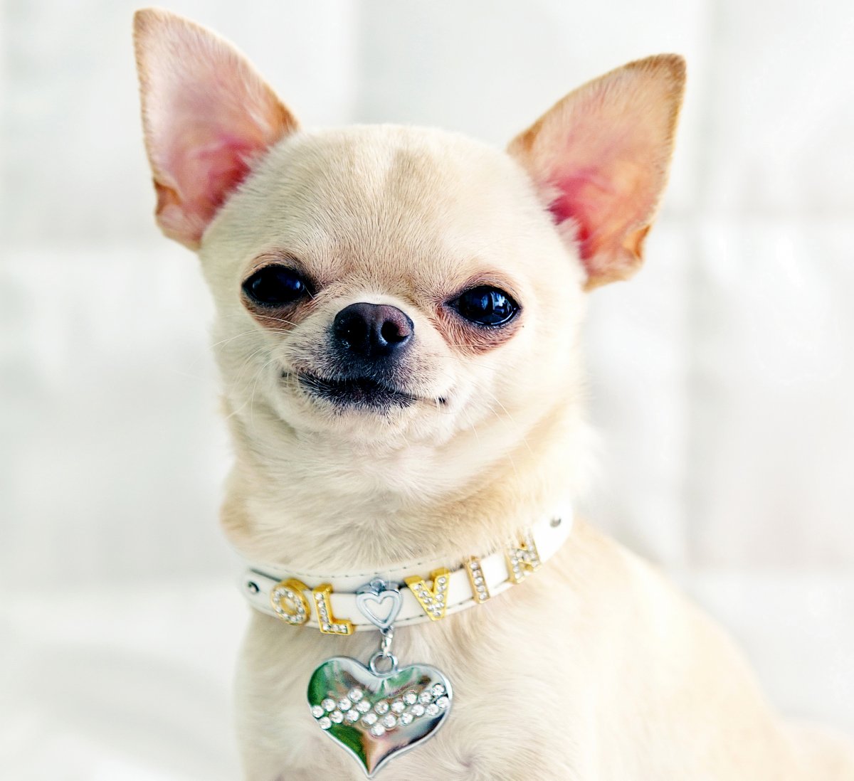 Порода собак чихуахуа