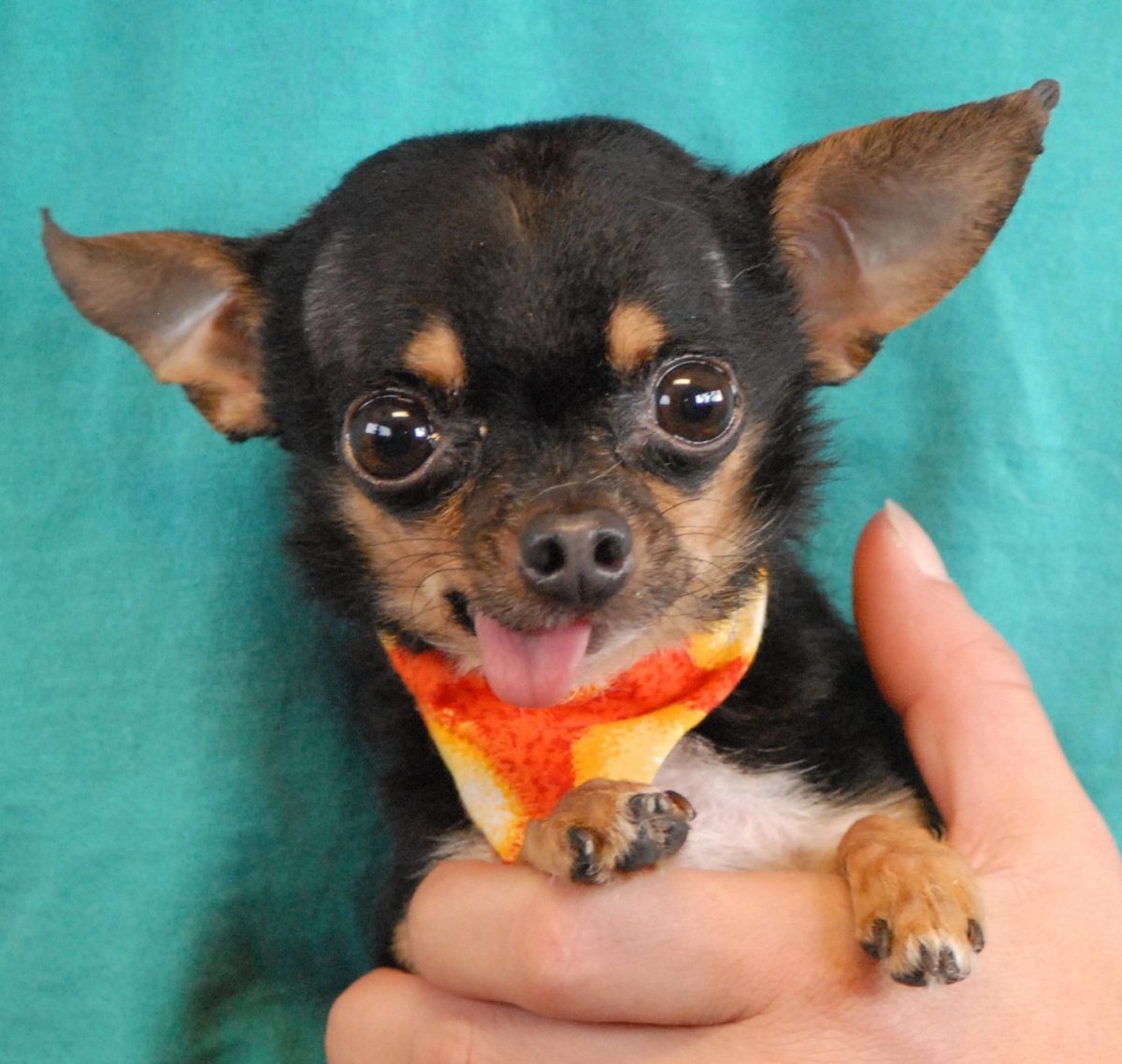 Чихуа Хуа крысарик