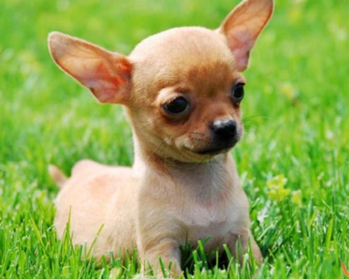 Порода собак чихуахуа