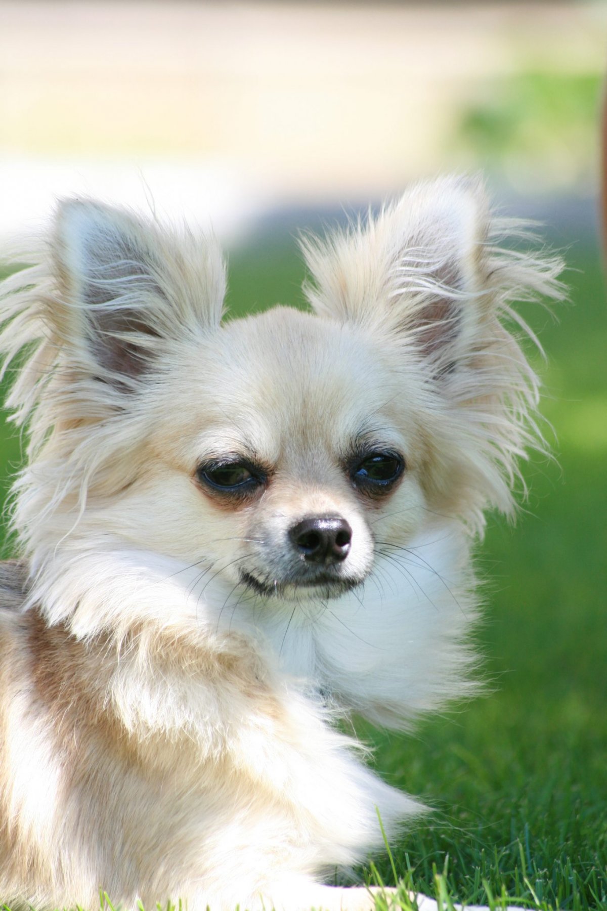 Чешский чихуахуа