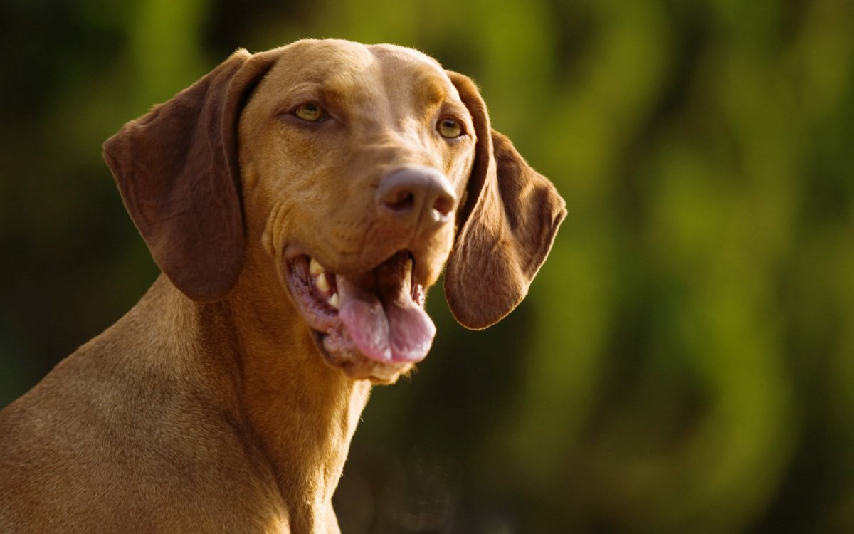 Коричневые собаки выжла