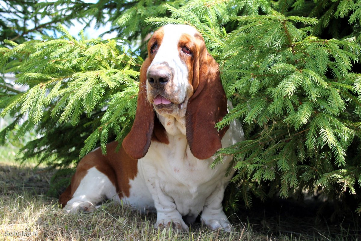 Бассет хаунд
