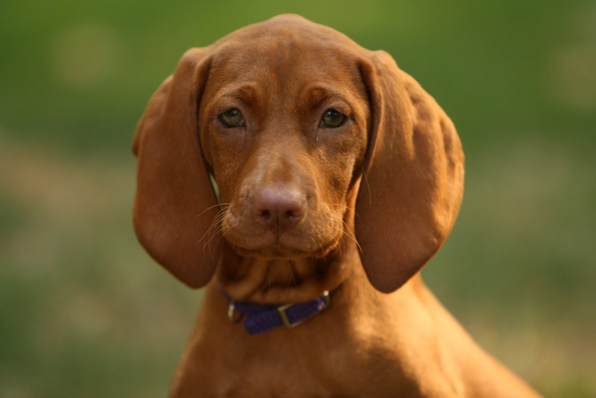 Грустный Бассет хаунд