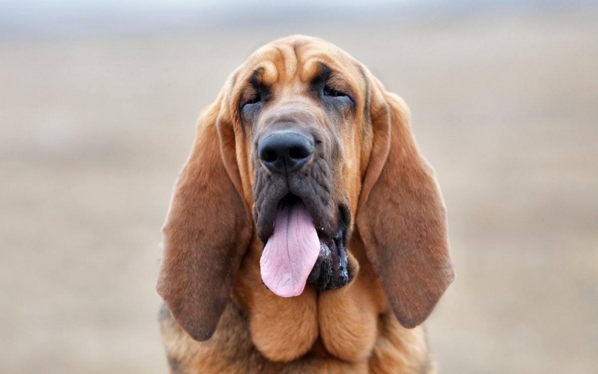 Французский Бассет