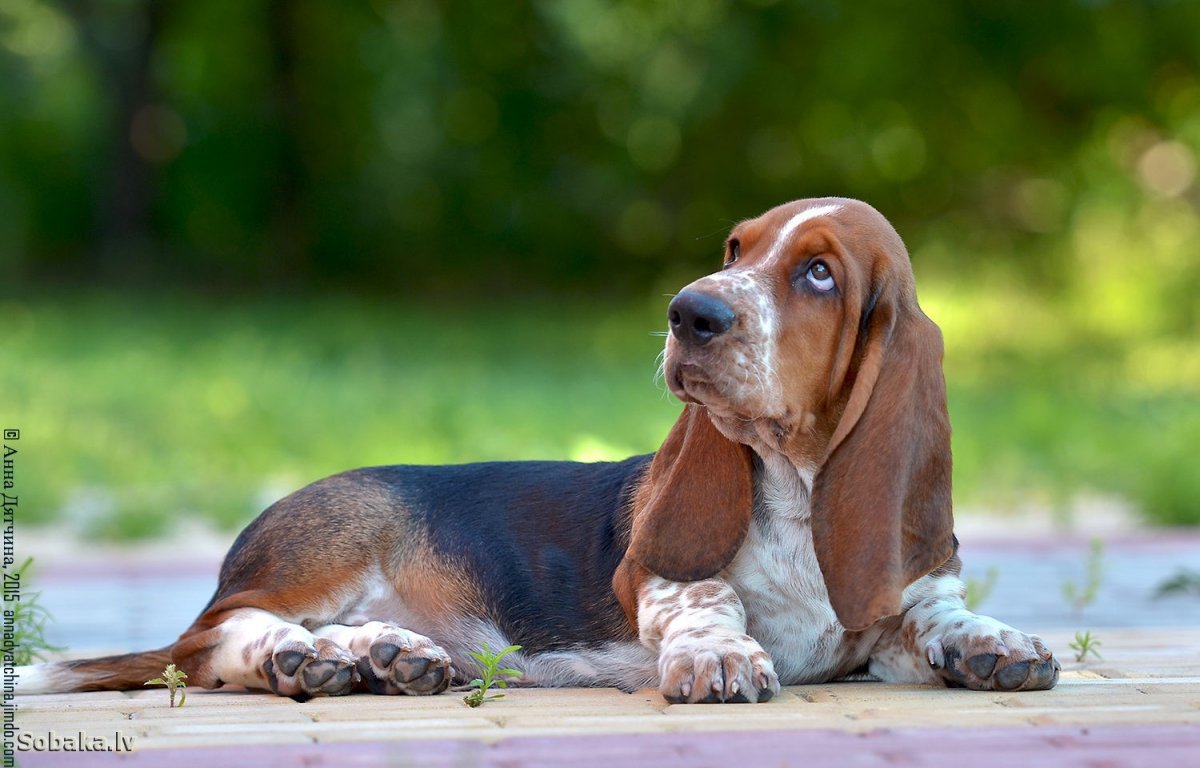 Артезиано-нормандский Бассет