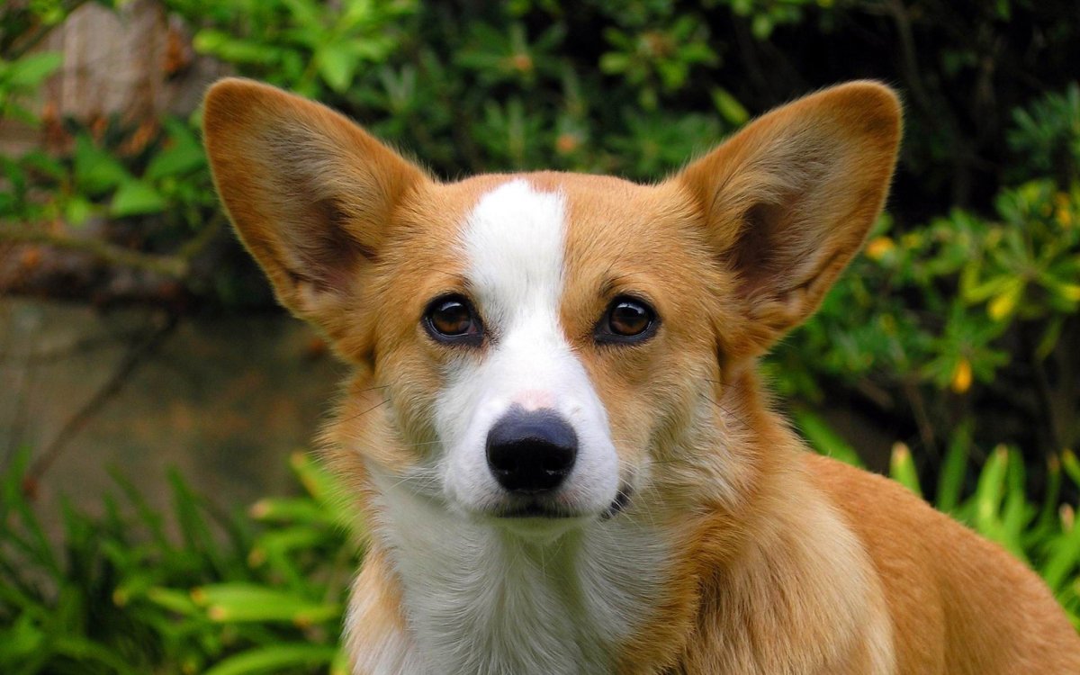 Вельш корги маленький