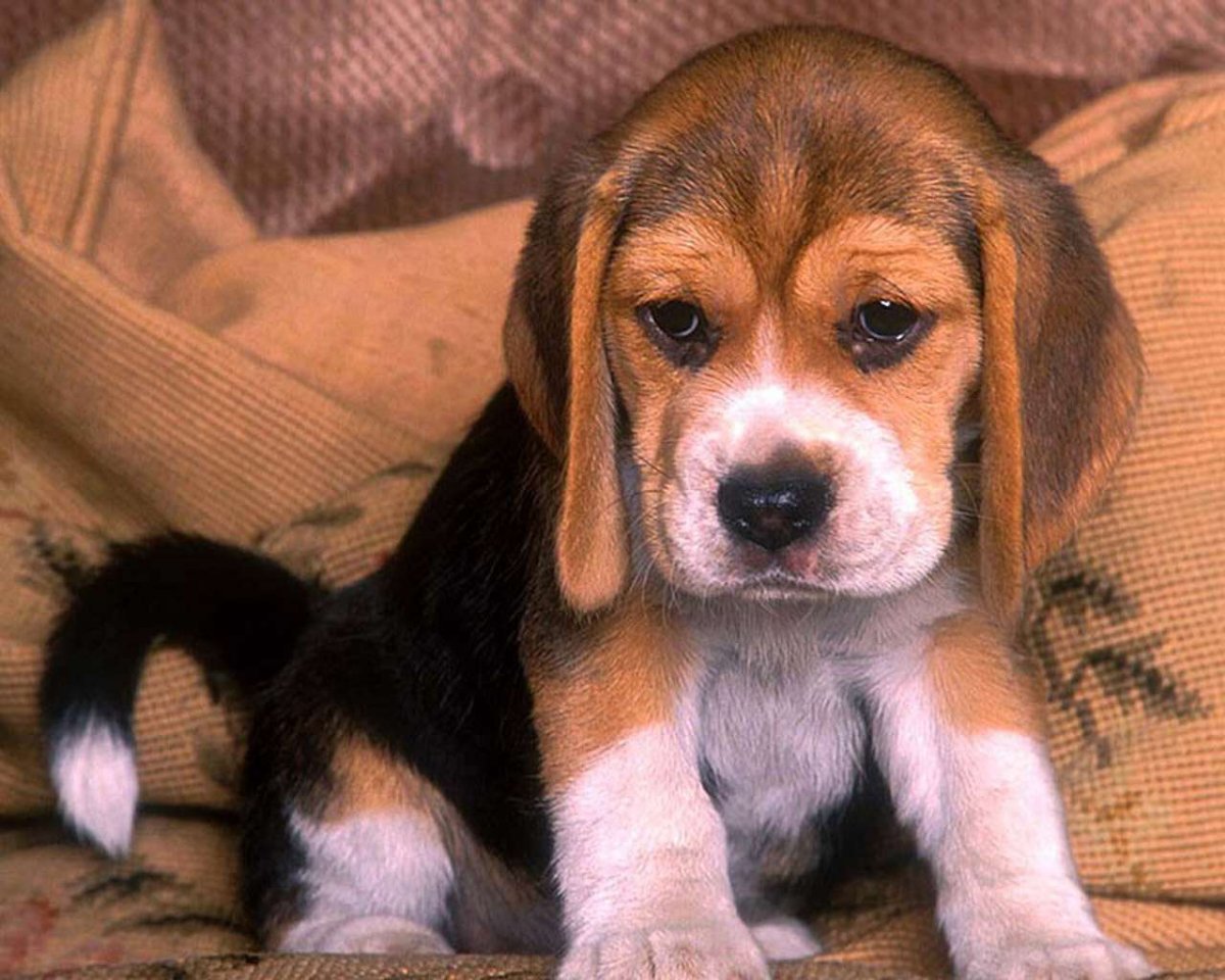 Нормандский Бассет хаунд