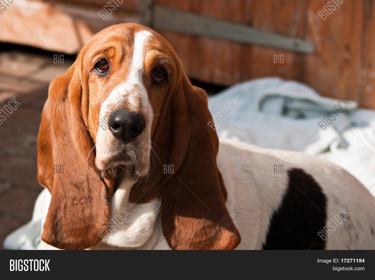 Маленькая вислоухая собака