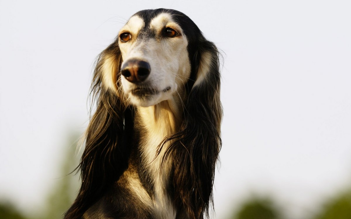 Бассет-хаунд черный