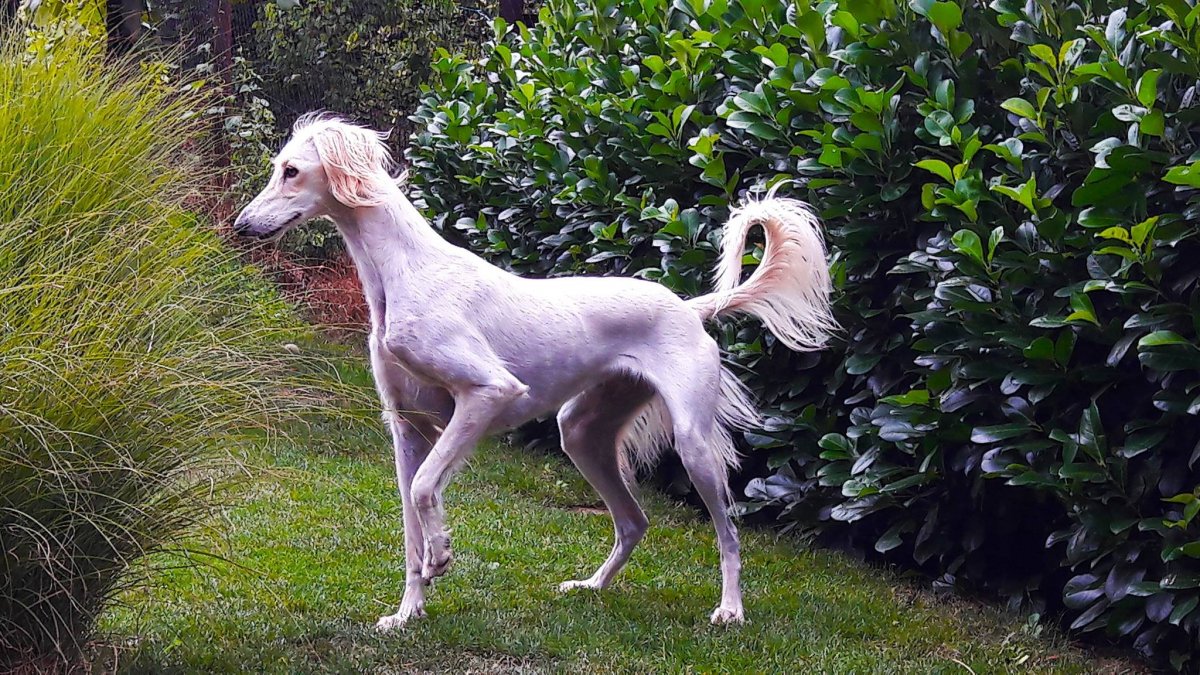 Гемангиосаркома салюки