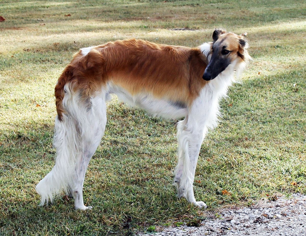 Маратхская борзая