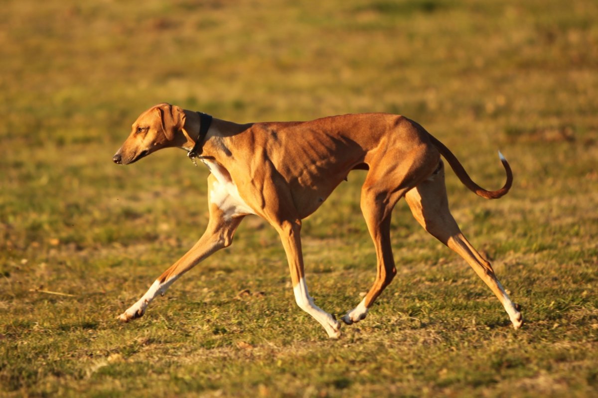 Азавак Африканская борзая