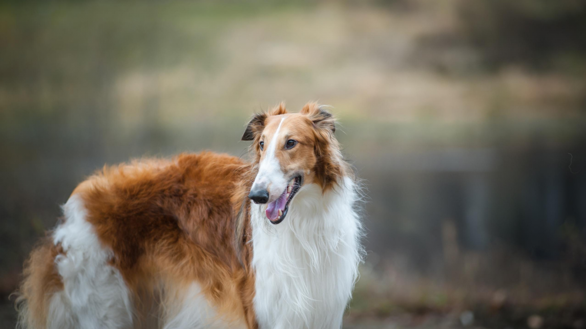 Гончая псовая борзая