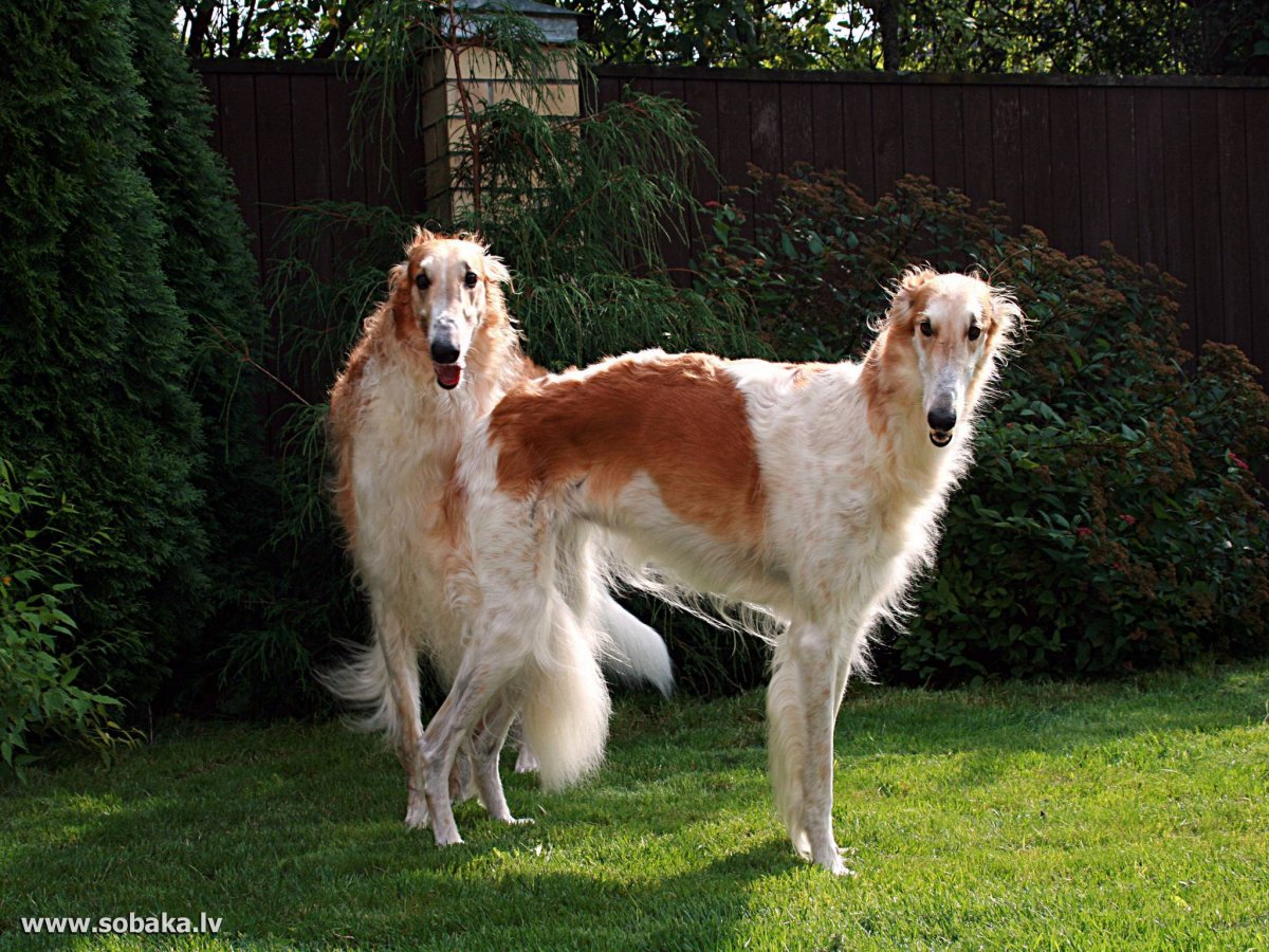 Гончая псовая борзая