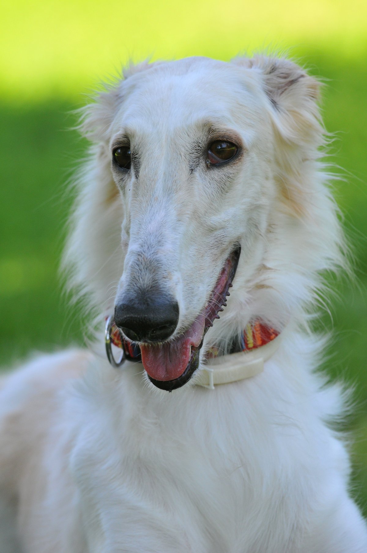 Рампурская борзая