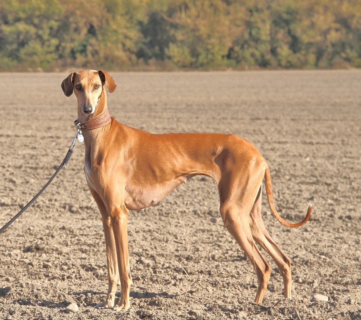 Азавак Африканская борзая