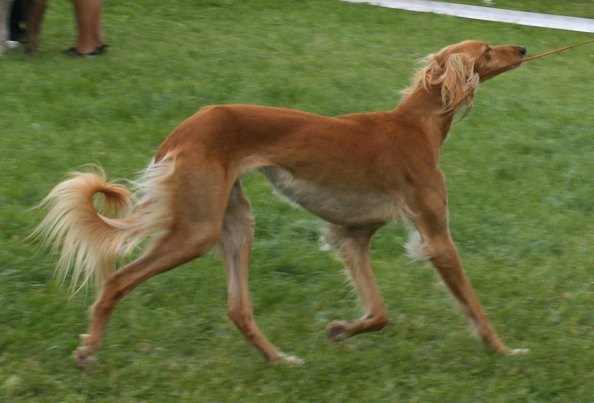Гончая Левретка