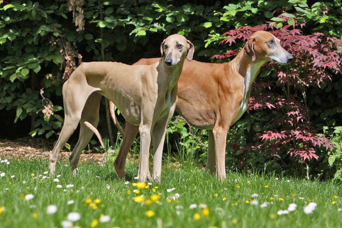 Азавак Африканская борзая длинношерстная