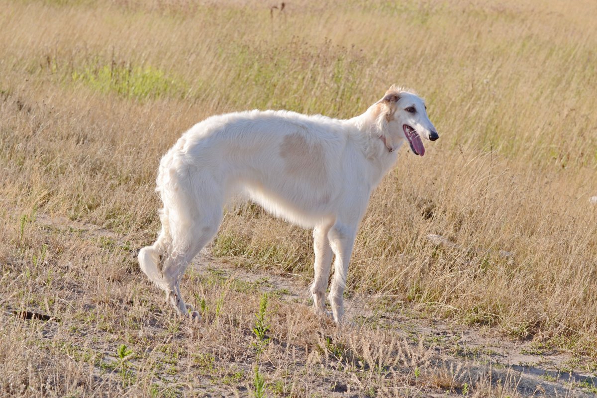 Слюги порода собак