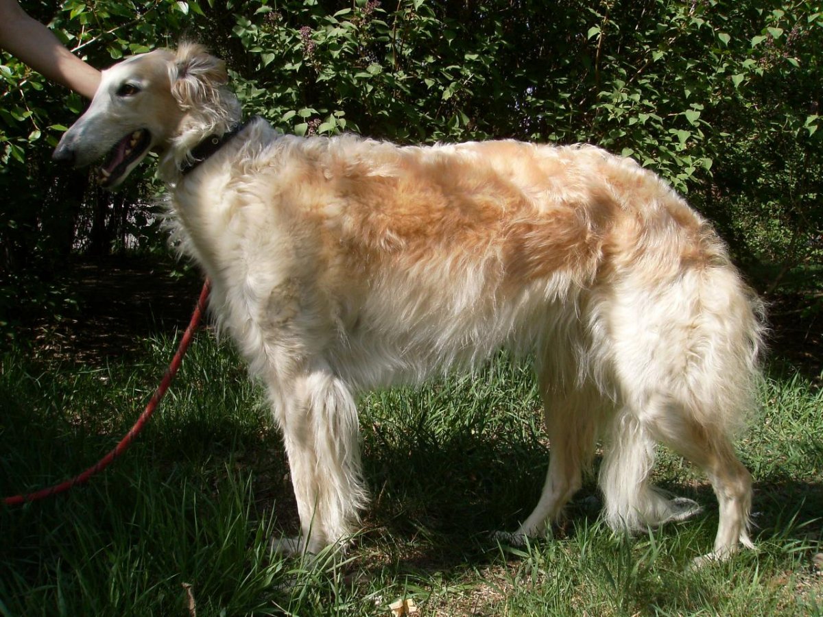 Азавак Грейхаунд