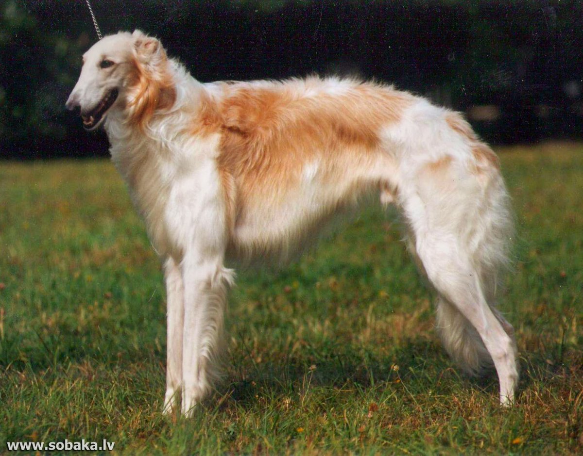 Гончая борзая собака