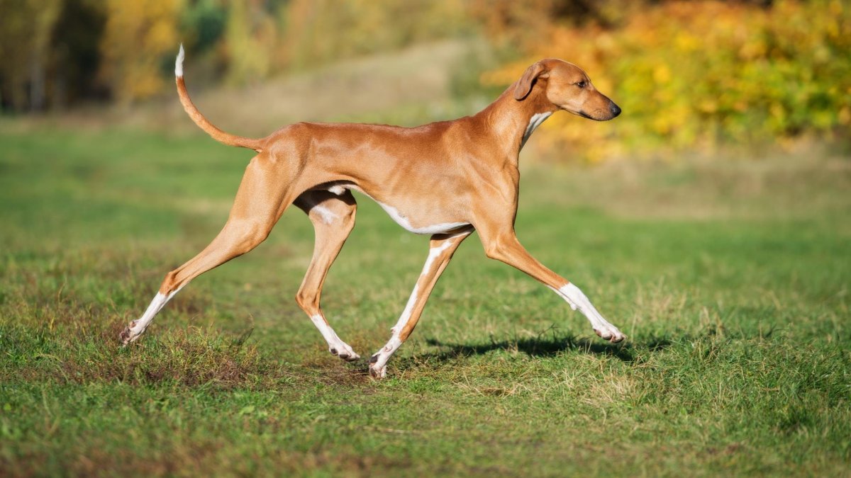 Азавак Левретка