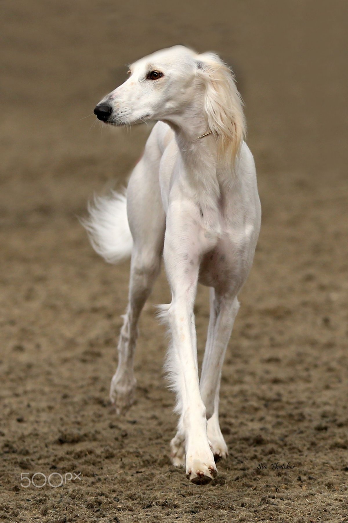 Русская псовая борзая муругая