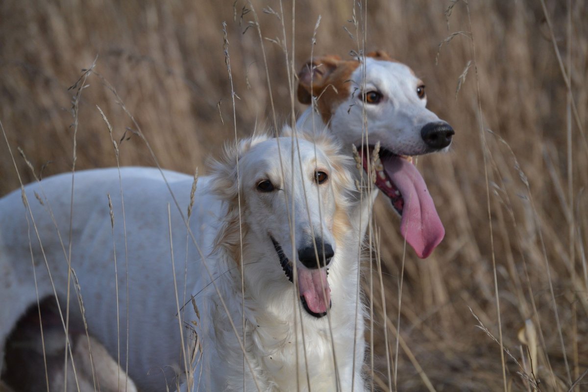Борзая порода салюки