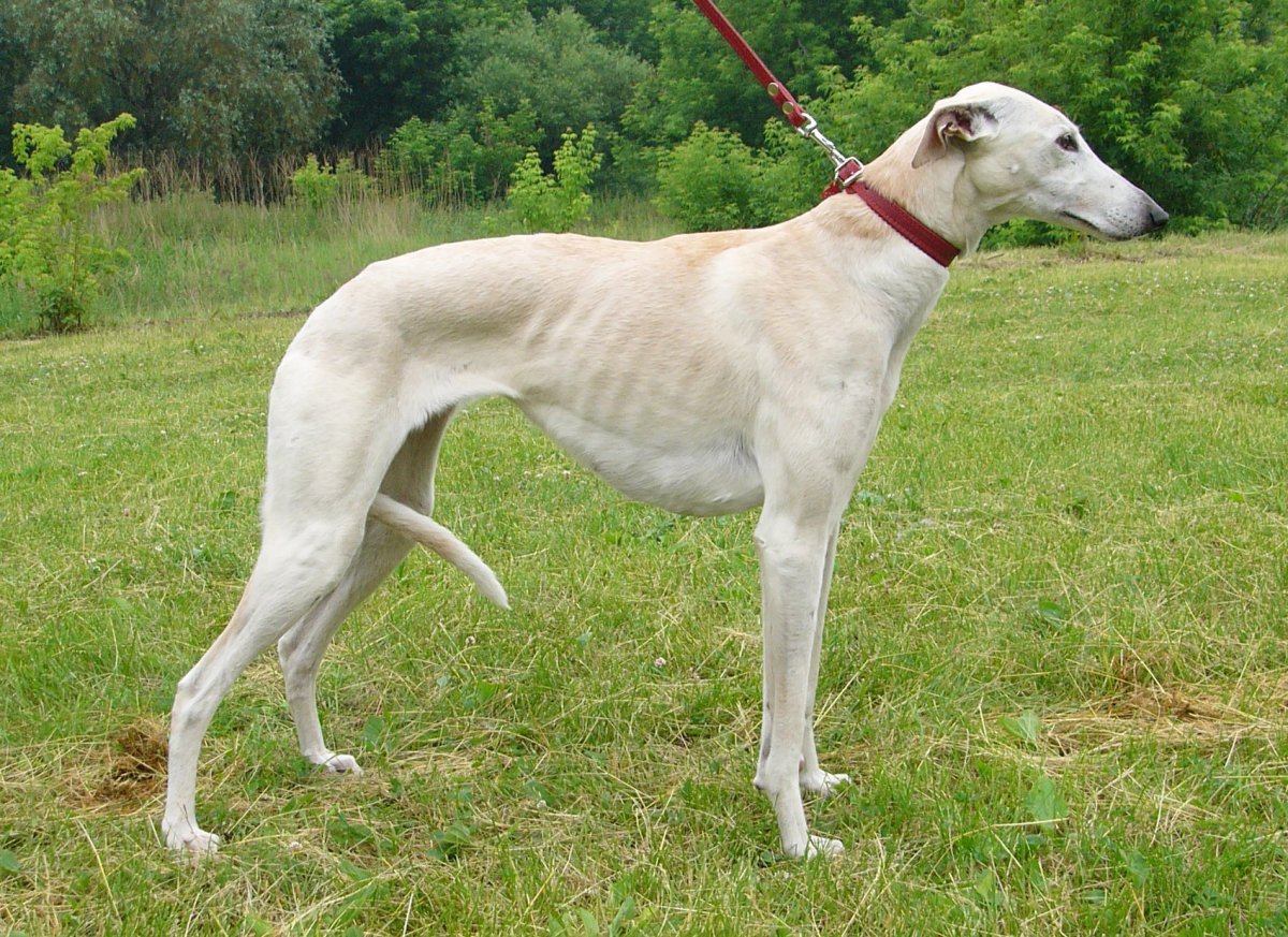 Хортая борзая гончая