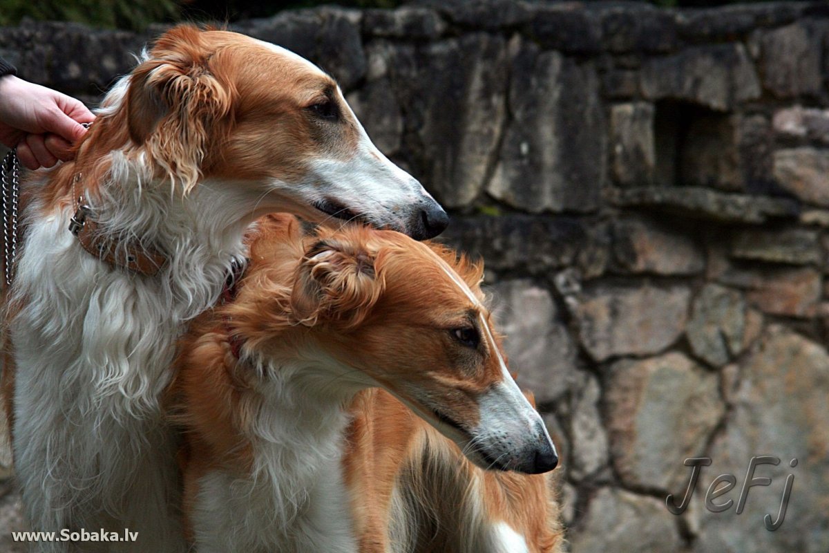 Русская псовая борзая щенки
