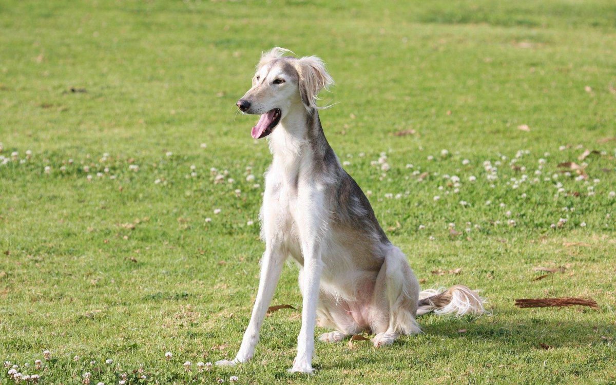 Сибирская борзая гончая