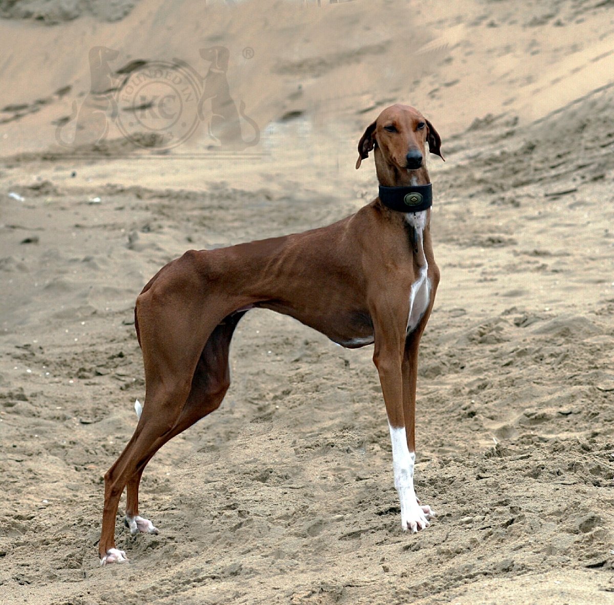 Гончая борзая длинношерстная