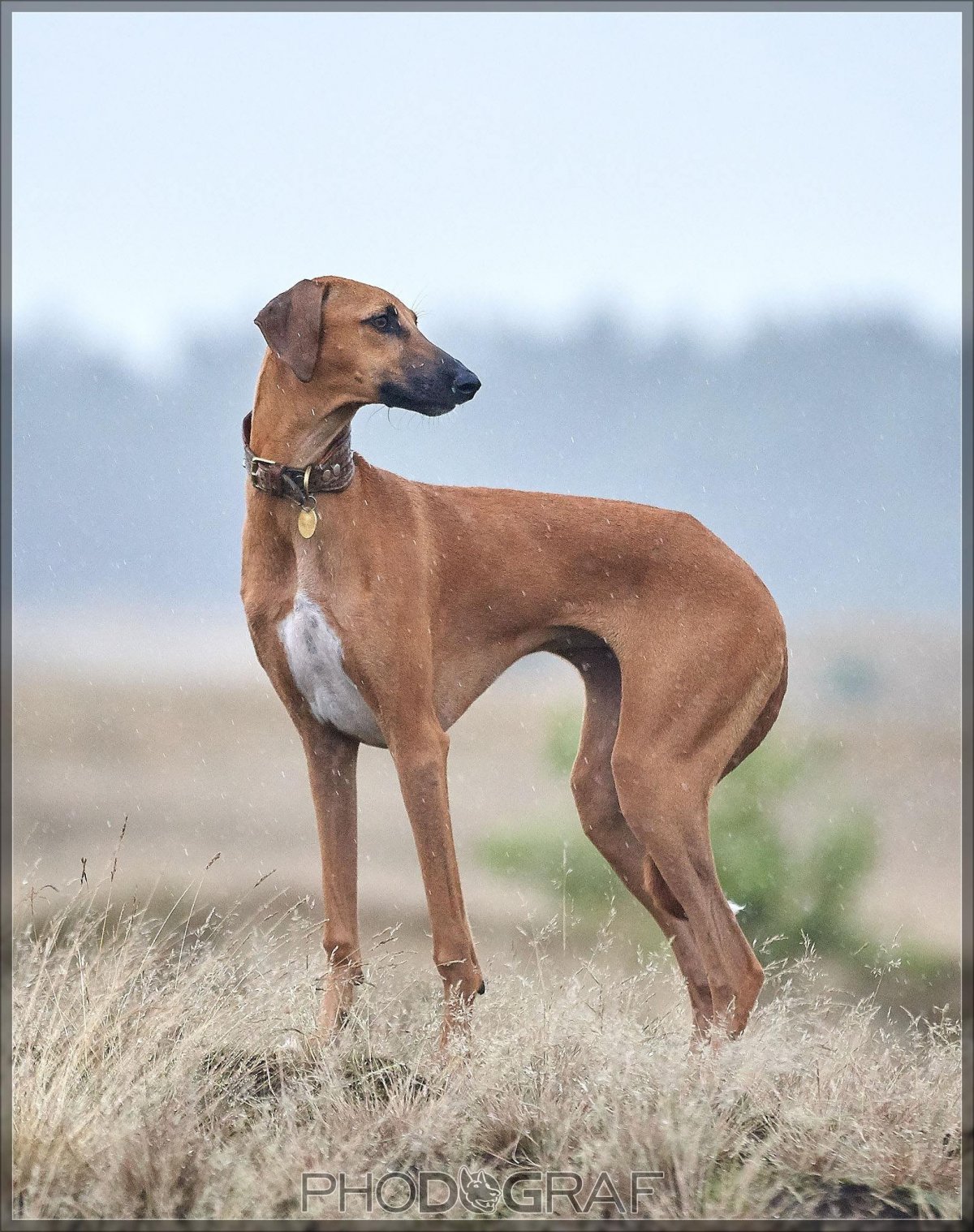 Азавак Африканская борзая