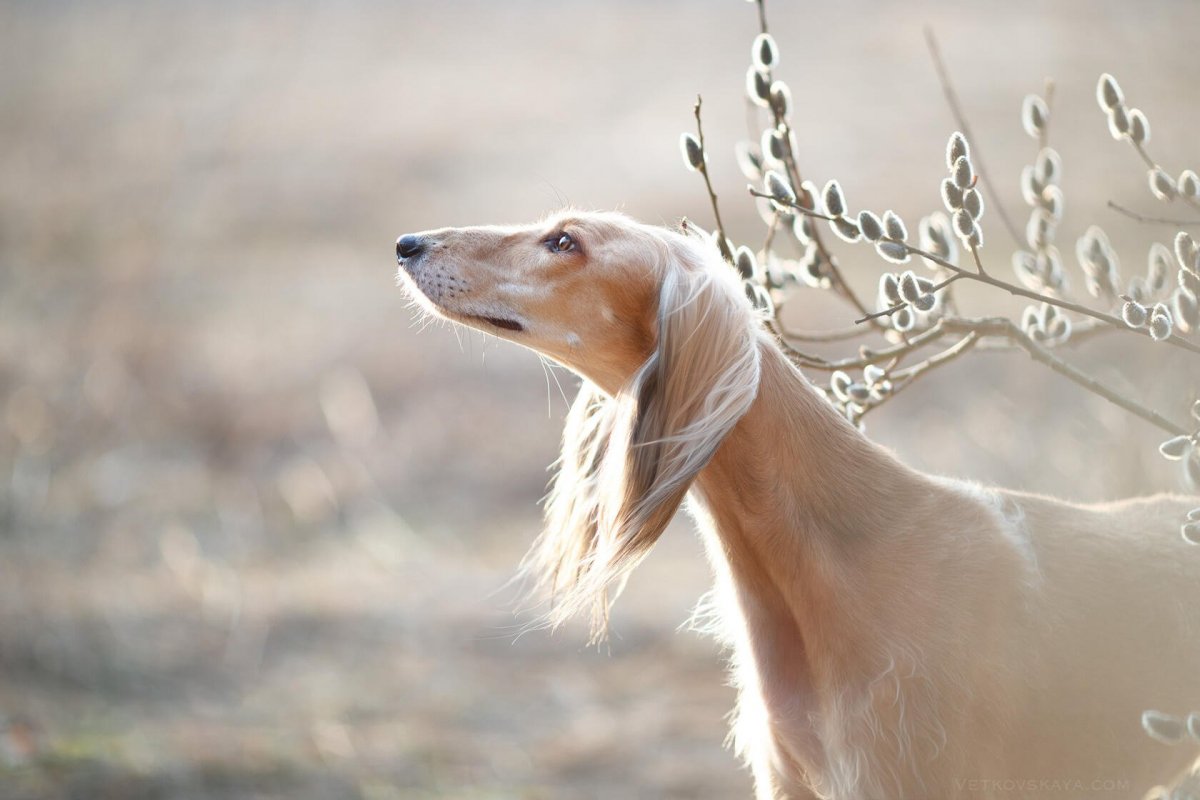 Борзыми щенками