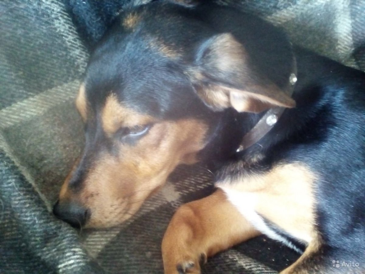 Цвергпинчер и такса метис