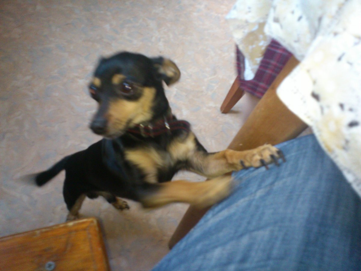 Метис карликовый пинчер шоколадный