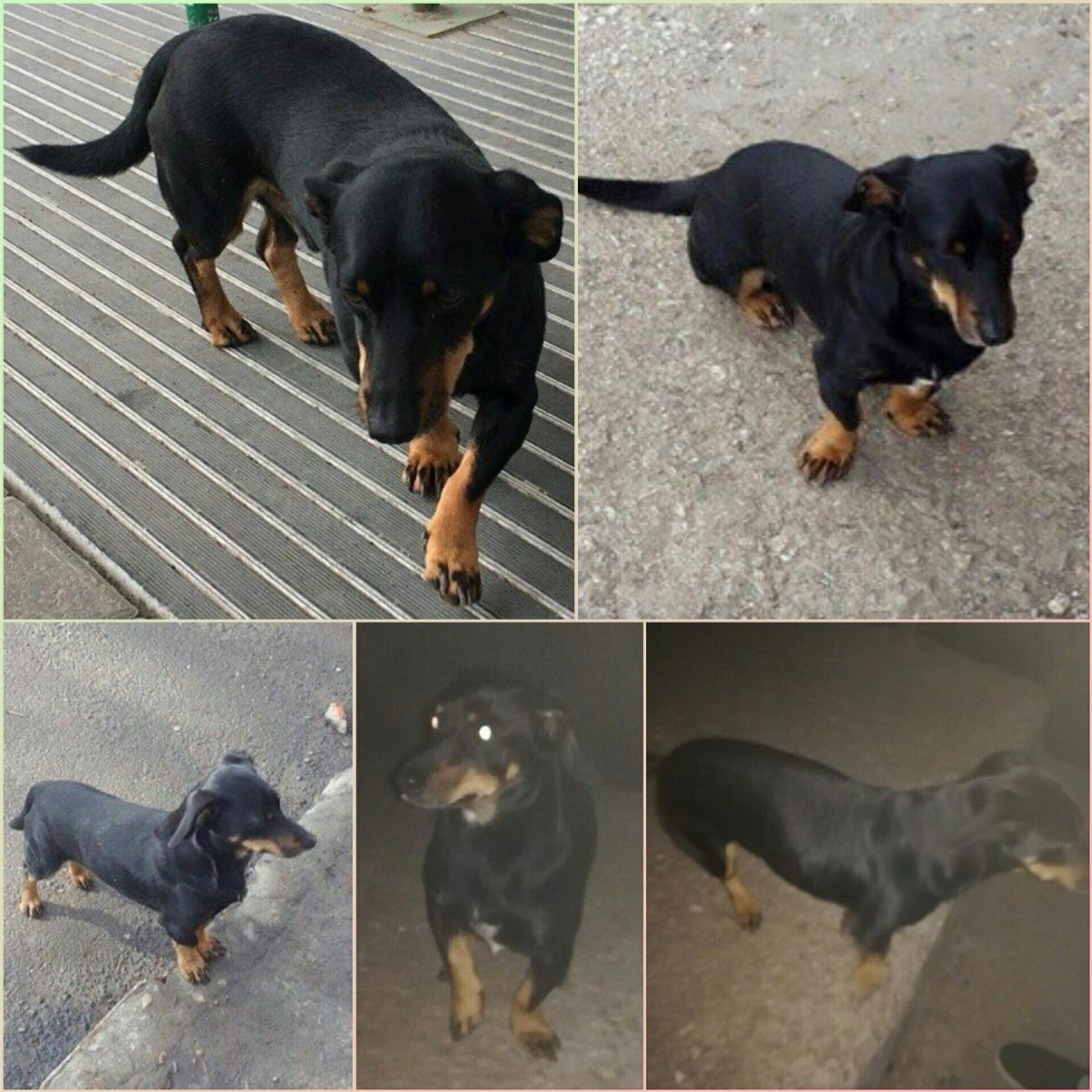 Смесь добермана и таксы