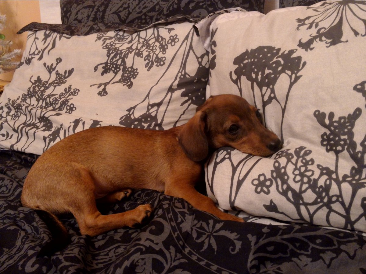 Отдам в добрые руки метис таксы с