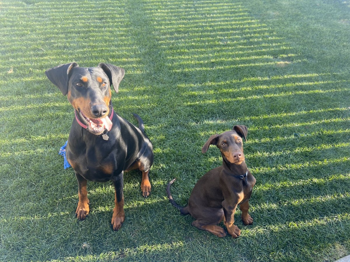 Такса пинчер