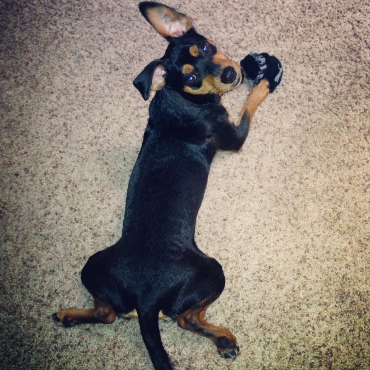 Такса и Цвергпинчер