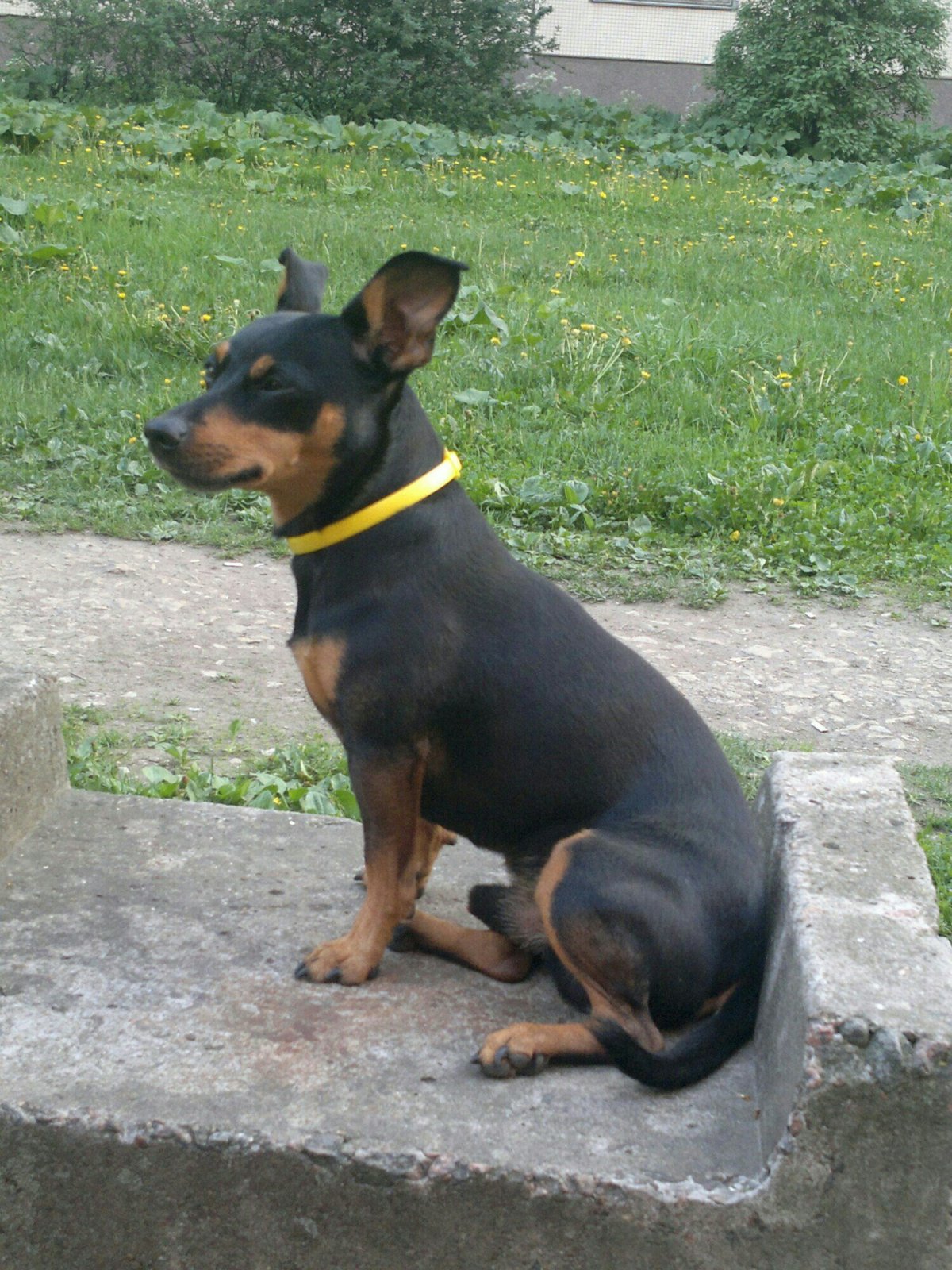 Метис пинчера