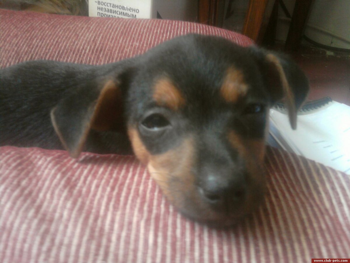 Цвергпинчер и такса метис