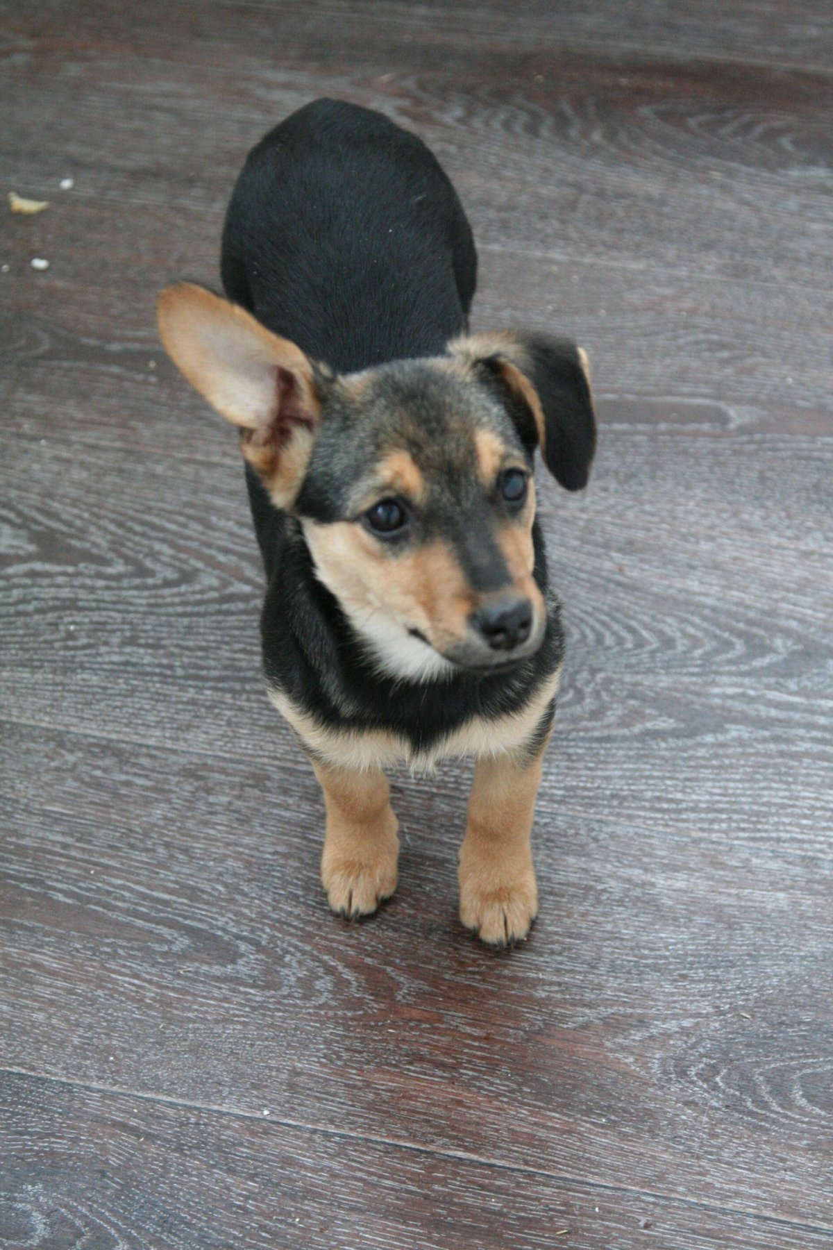 Такса смешанная с пинчером